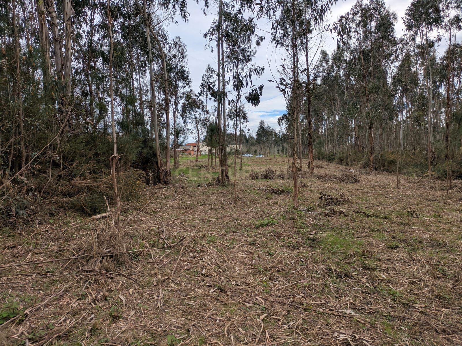 Terreno Agroflorestal em Oliveira do Bairro - 15.000€ - Image 2